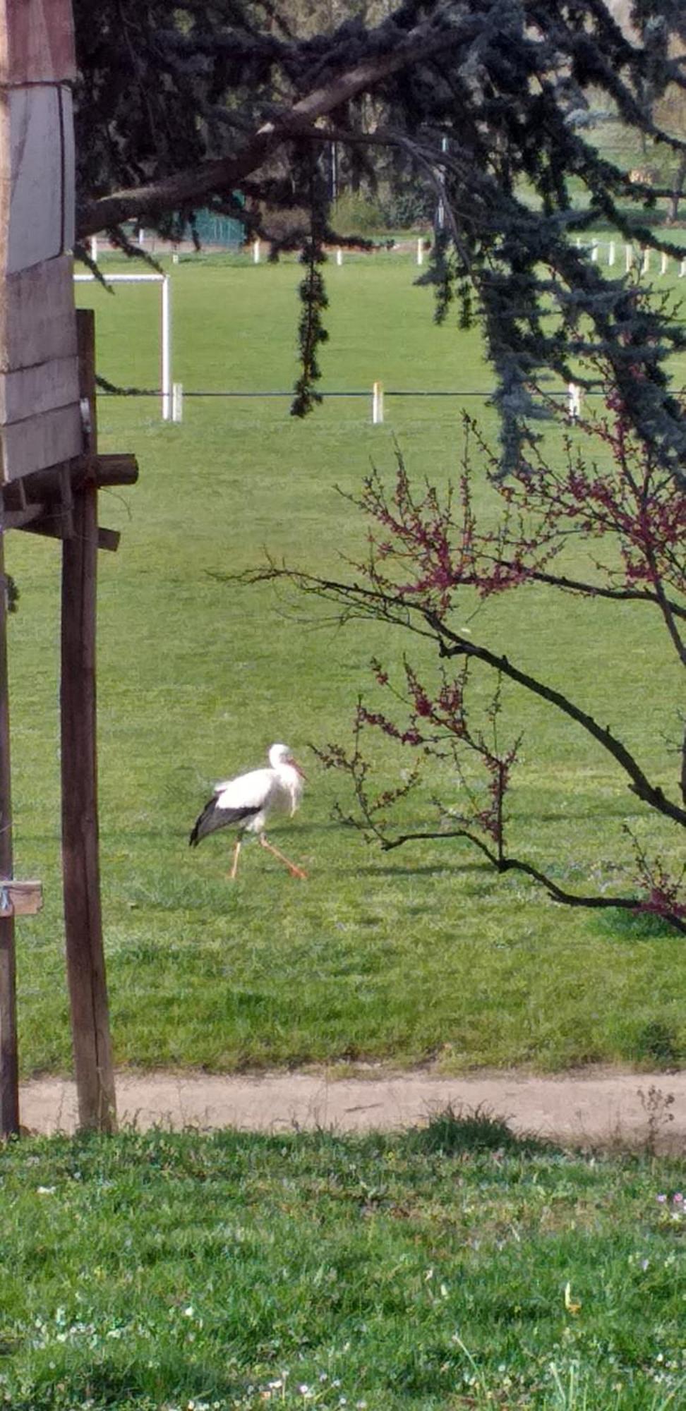 Gite Dans Vignoble Alsacien Westhalten Екстериор снимка